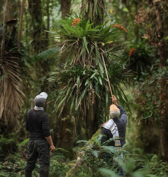 Bosque_Bromelias_1